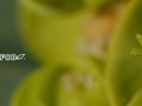Frontpage screenshot for site: Flora Croatica Database (http://hirc.botanic.hr/fcd/)