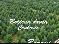 Frontpage screenshot for site: Božićna drvca Zagreb (http://bozicnadrvca.com)